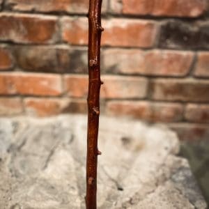 Bone and Hickory Cane - Image 3