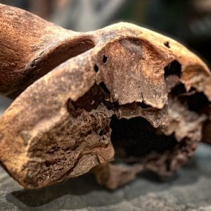 Antique Partial Bison Skull - Image 4