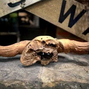 Antique Partial Bison Skull - Image 5